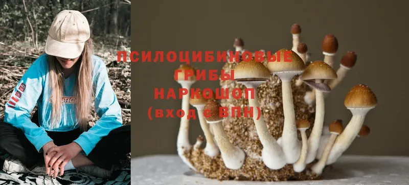 купить наркотики сайты  Подпорожье  Галлюциногенные грибы Psilocybine cubensis 